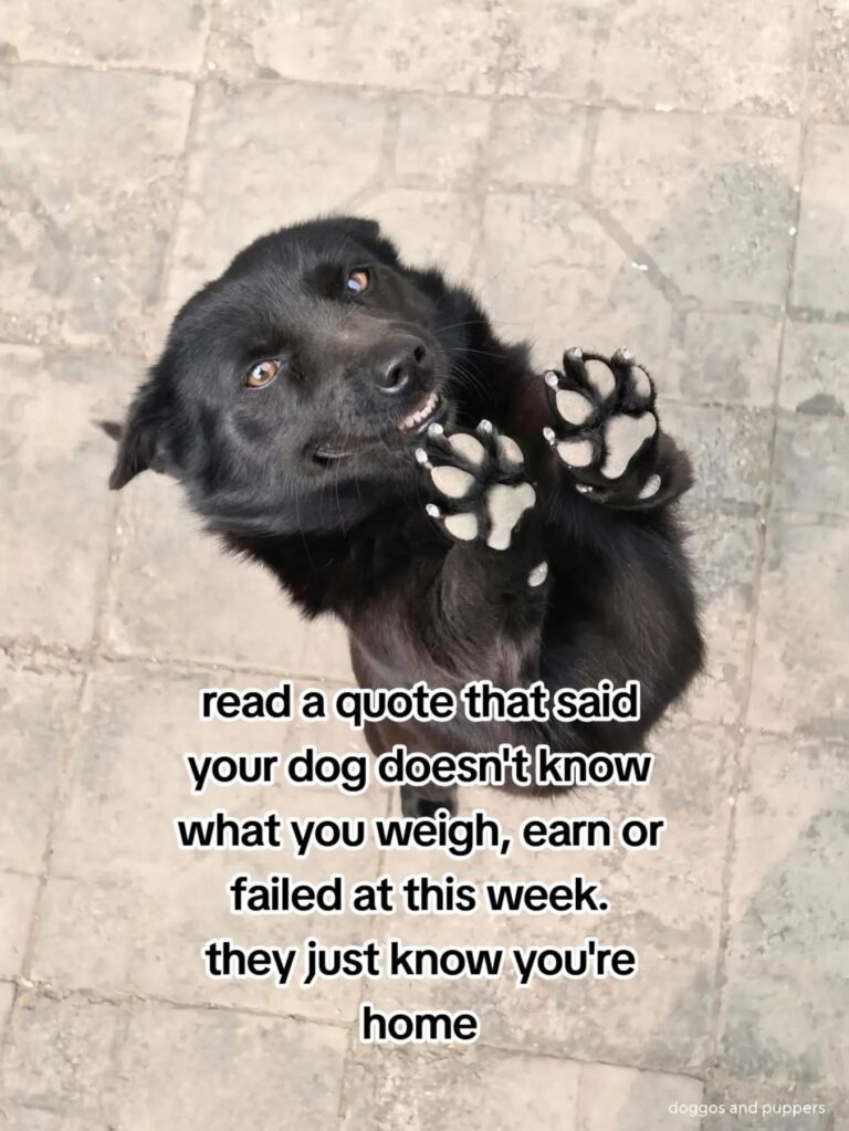 The Story Touching Millions of Hearts: The Dog That Never Judges You