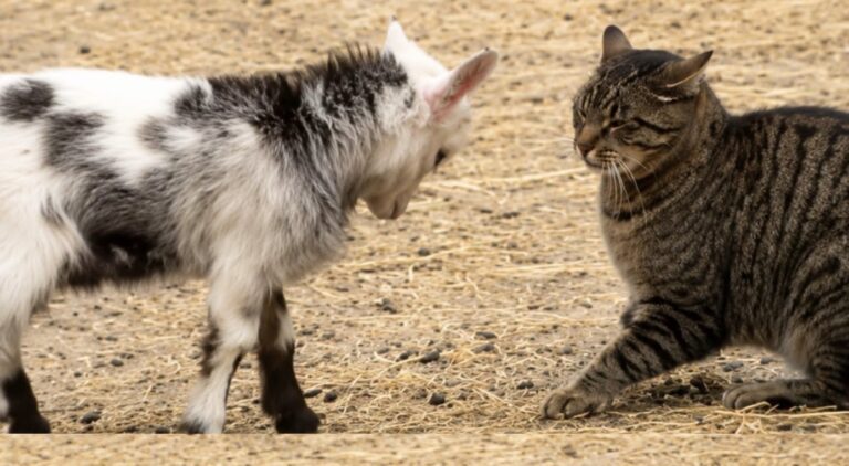 The baby goat charged at the cat thinking it was a challenge — but her reaction left everyone speechless!